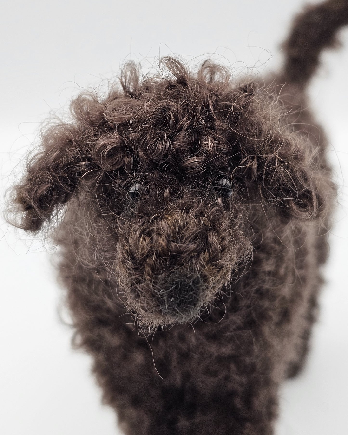 Handgebreide poedel op houten kar