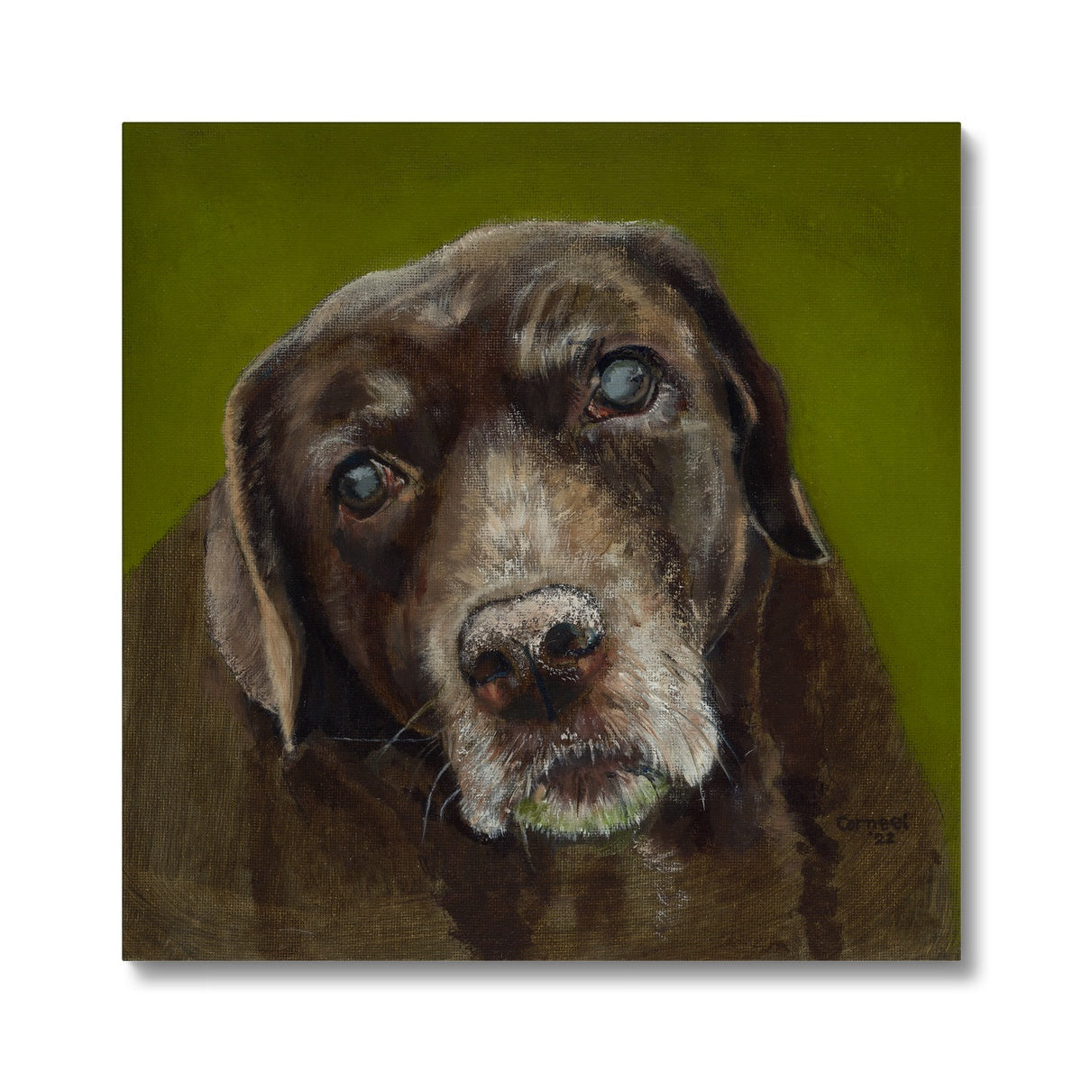 Brown Labrador Retriever Berber Canvas