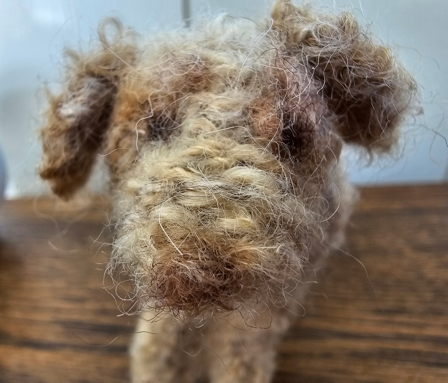 Knitted cream Labradoodle with light brown spots and ears