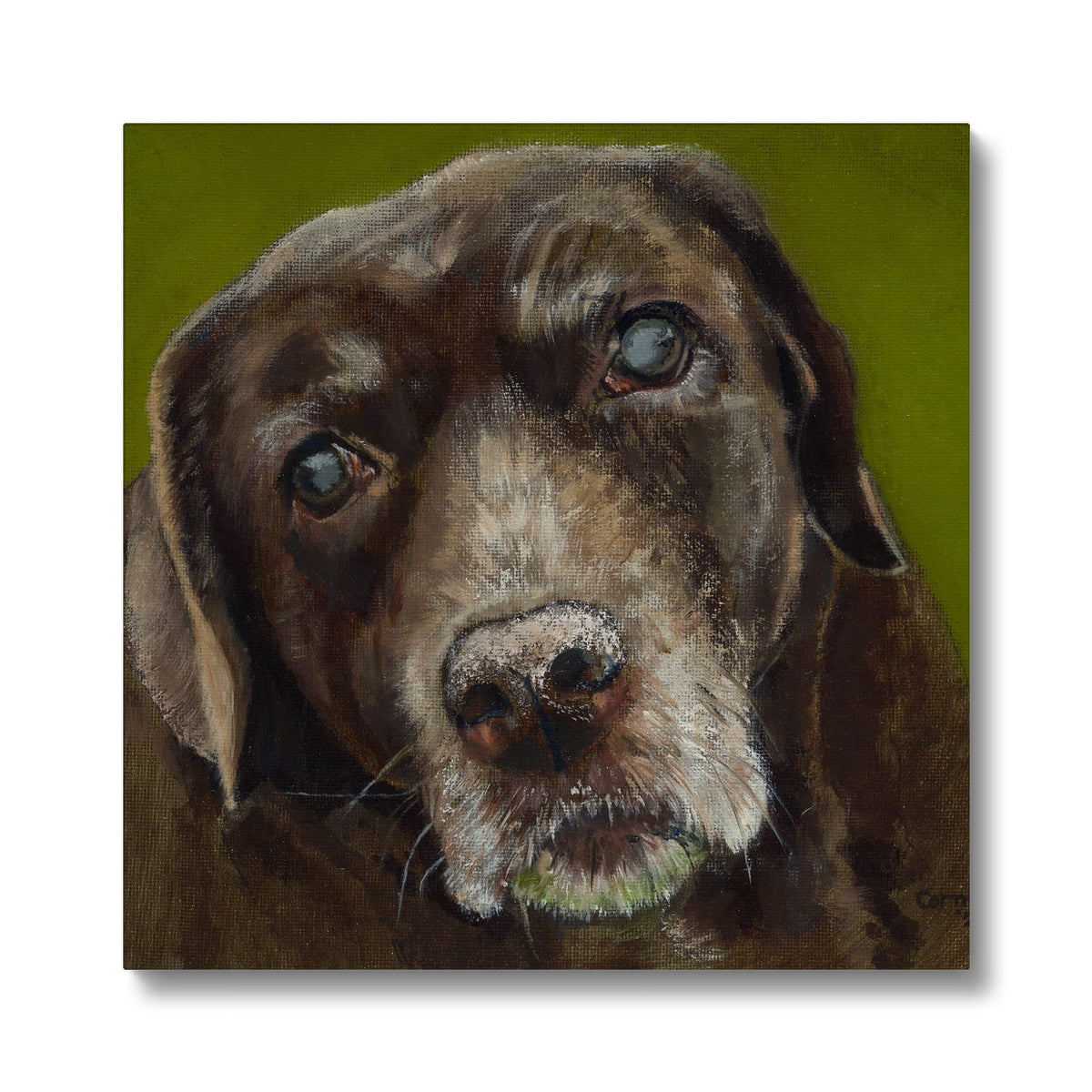 Brown Labrador Retriever Berber Canvas