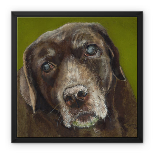 Brown Labrador Retriever Berber Framed Canvas