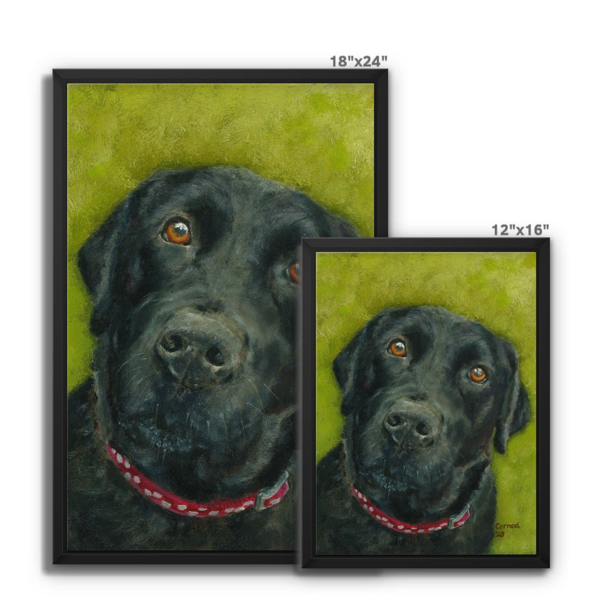 Black Labrador Retriever Saar Framed Canvas