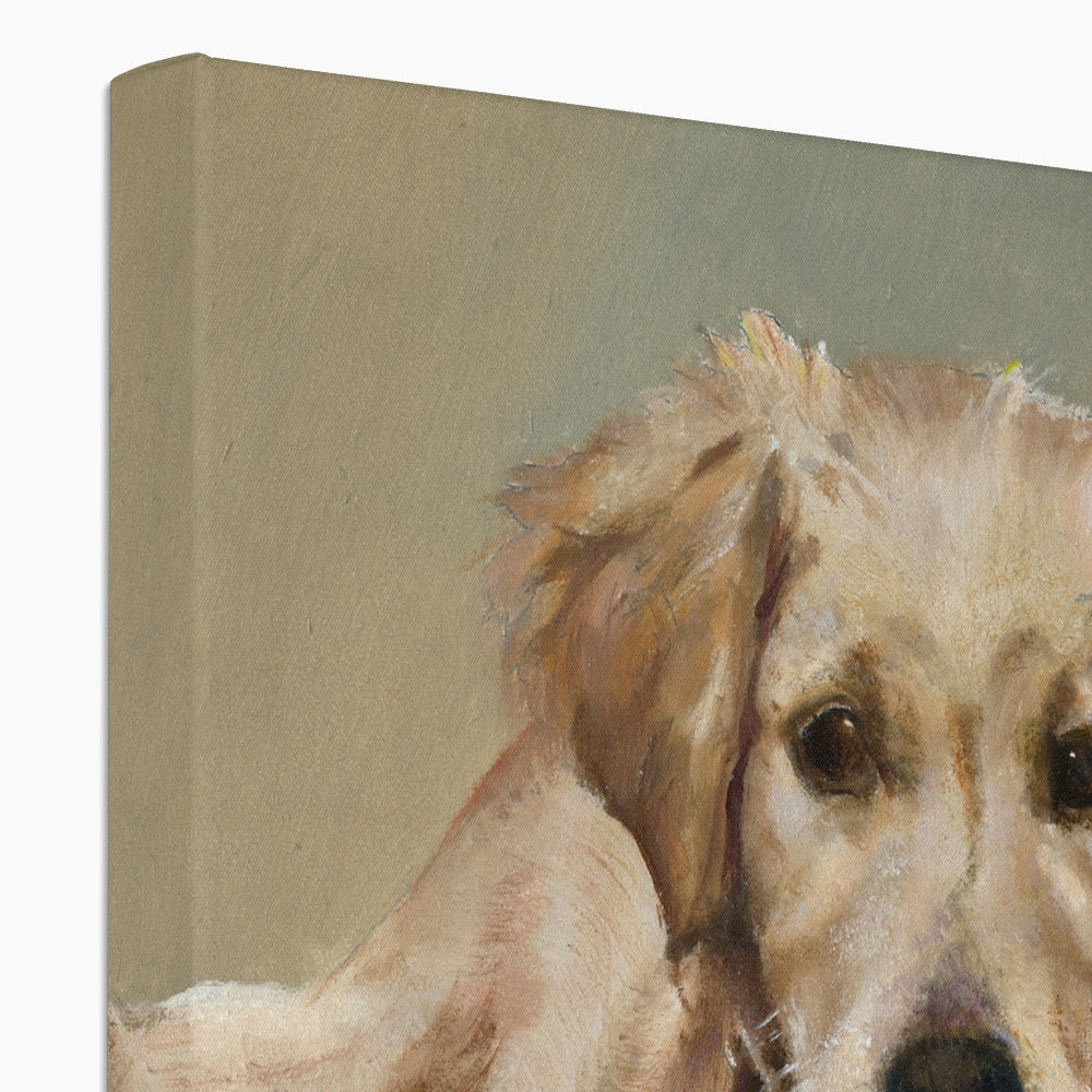 Golden Retriever Evie playing Canvas