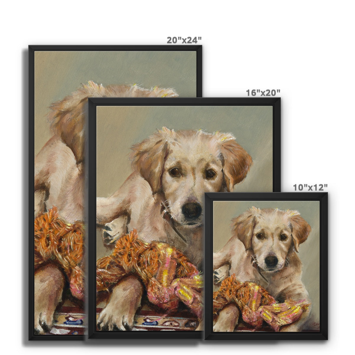 Golden Retriever Evie playing Framed Canvas