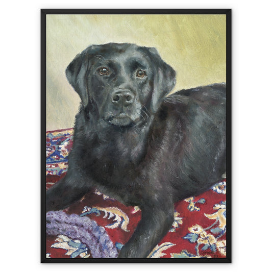 Black Labrador Retriever Rosie playing Framed Canvas