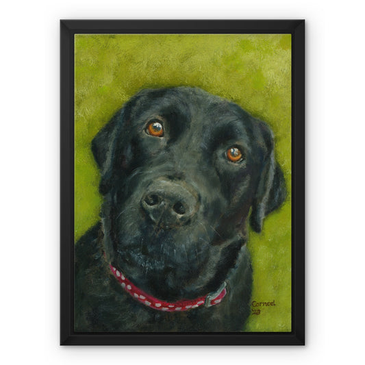 Black Labrador Retriever Saar Framed Canvas